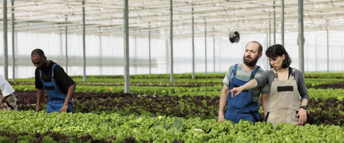 man-woman-cultivating-salad-hydroponic-enviroment-pointing-another-row-bio-green-lettuce-vegetables-diverse-people-working-hot-greenhouse-with-different-crops (2)